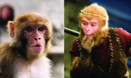 Nhân vật Tân Tây Du Ký "giống hệt" động vật