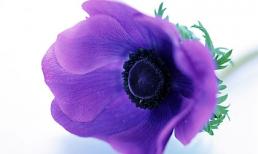 Chủ Nhật của bạn (26/2/2012)