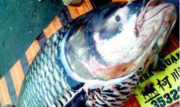 Con cá hô “khủng” có giá hơn 200 triệu đồng