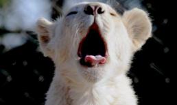 Muôn kiểu động vật... ngáp ngủ