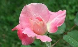 Thứ bảy của bạn (4/2)