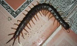 Rết “khổng lồ” bán đầy tại Hà Nội và Tp.HCM