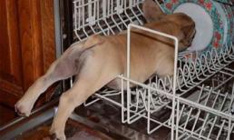 Những "con lười" bậc nhất hành tinh