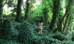 Khu rừng "tắm tiên" tại Hàn Quốc