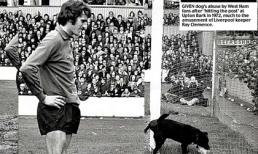 Khi động vật đại náo sân cỏ