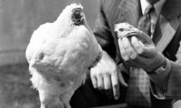 Những bức ảnh hiếm về gà không đầu