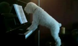 Chú chó săn vừa đánh đàn vừa hát