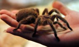 Rộ mốt nuôi vật cưng ‘nguy hiểm chết người’