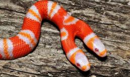 Những động vật 2 đầu hiếm thấy trên thế giới