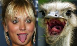 Khi sao "bắt chước" thú