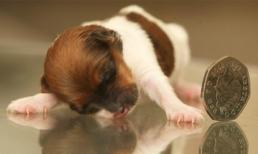 Chú cún tý hon chỉ dài... 6 cm