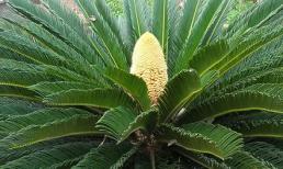 Kéo nhau xem thiên tuế trổ bông