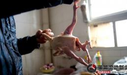 Lôi gà ra nấu, kinh hãi thấy gà... bốn chân