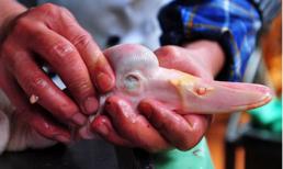 Giật mình chiêu làm giả vịt thành ngỗng tinh vi