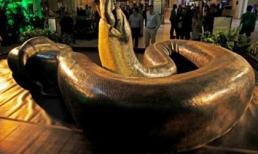 Loài rắn "khổng lồ" nhất Trái đất