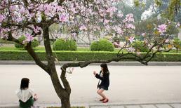 Góc ảnh: Ngất ngây với hoa ban nở giữa trời Hà Nội