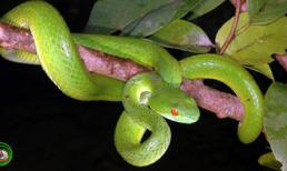 Hình ảnh rợn người về loài rắn cực hiếm ở VN