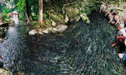 Chùm ảnh: Kỳ bí suối cá thần có một không hai ở Việt Nam (P1)