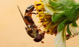 Zoom cận cảnh những côn trùng nhỏ tuyệt đẹp