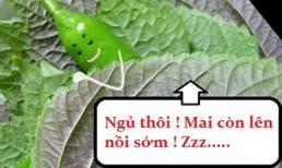 Những "chiêu cười độc" của cộng đồng (P30)