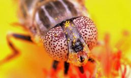 Zoom cận cảnh những côn trùng nhỏ tuyệt đẹp (P2)