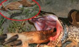 Sốc với hình ảnh con trăn nuốt linh dương to vật vã