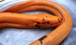 Top 5 con vật ‘khủng’ chưa từng thấy ở VN