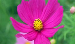 Chủ Nhật của bạn (4/3/2012)