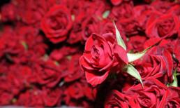 Làm lành với vợ bằng 1 triệu bông hồng đỏ đúng ngày 8.3