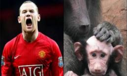 Rooney bị người phá, khỉ trêu