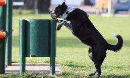 Chú chó có ý thức bảo vệ môi trường