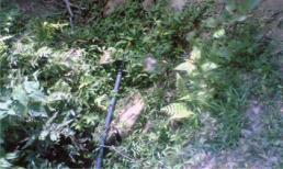 Nhẫn tâm giết người yêu rồi đốt xác