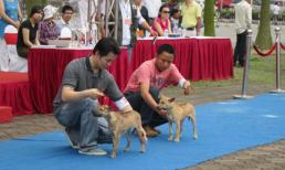 Chó nghìn đô đi... thi hoa hậu