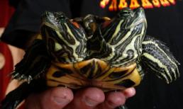 Bộ sưu tập những động vật hai đầu "sốt" nhất trên thế giới