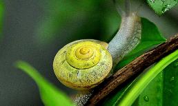 Zoom cận cảnh những loài vật nhỏ tuyệt đẹp (P3) 