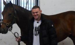 Wayne Rooney lại vung tiền mua ngựa