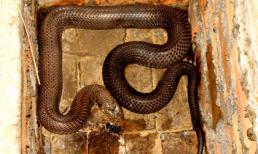 Chuyện khủng khiếp ở làng nuôi 'rắn chúa