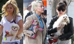 Điểm danh những sao thích đi dạo cùng 'cún cưng'