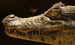 Ảnh động vật đẹp nhất tuần qua: Ong trêu tức cá sấu