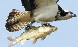 Ngắm những bức ảnh hài hước của động vật