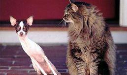 Thơ tình chó và mèo