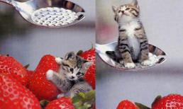 Những kỷ lục nhỏ nhất thế giới