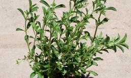 Hà Nội: Kỳ lạ cỏ siêu ngọt, thay đường