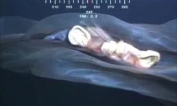 Quái vật biển xuất hiện?