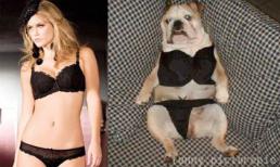 Ảnh vui: Ai mặc đẹp hơn?