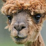 Ngộ nghĩnh những chú lạc đà “xén lông”