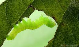 Zoom cận cảnh những loài vật nhỏ tuyệt đẹp (P5) 