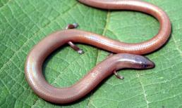 Lạ lùng ‘rắn 4 chân’ có thật ở Việt Nam