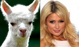 Khi sao 'đụng nhan sắc' với động vật (P1)