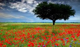 Ngắm đồng hoa giai nhân mỹ lệ khoe sắc ở California